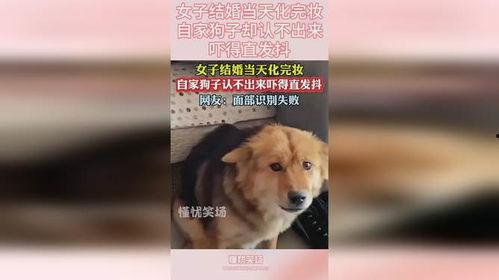 狗子的最新爆料视频下载,幕后真相大起底! 第3张 狗子的最新爆料视频下载,幕后真相大起底! 第3张